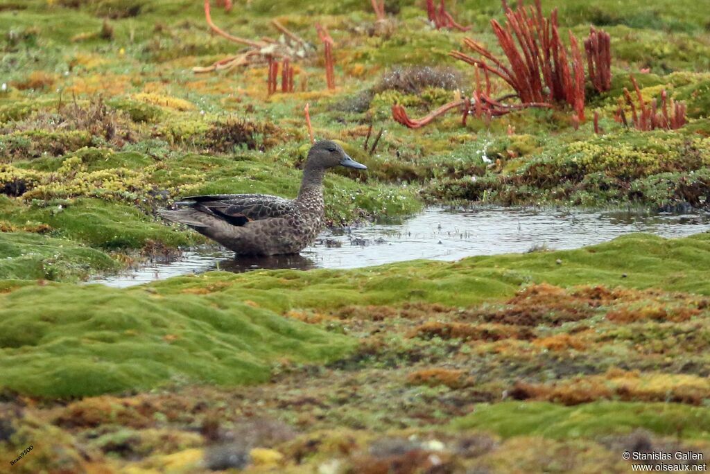 Andean Tealadult breeding, walking, fishing/hunting