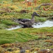 Andean Teal