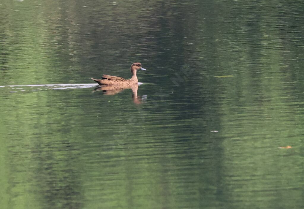 Sunda Teal female adult, swimming