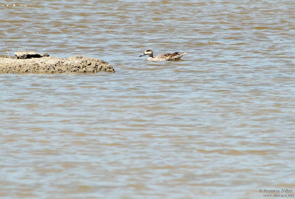 Marbled Duckadult, swimming