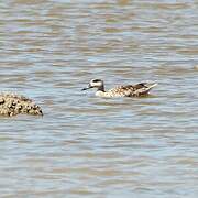 Marbled Duck