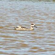 Marbled Duck