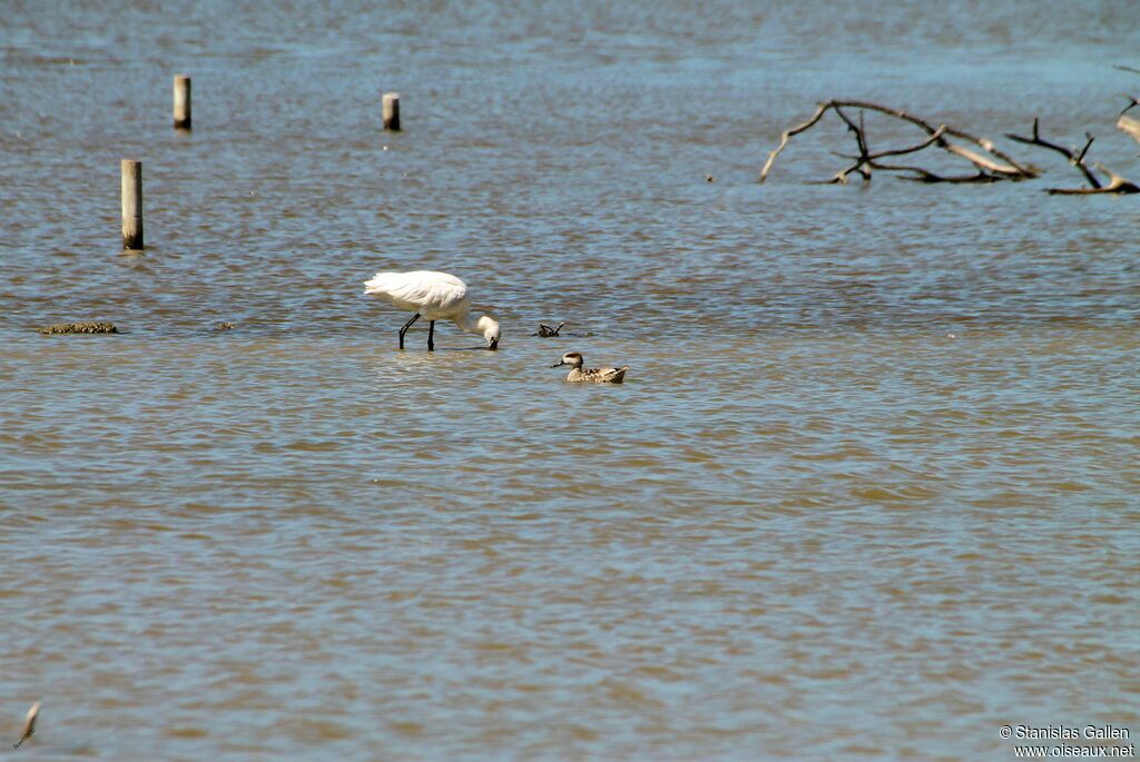 Marbled Duckadult, habitat, swimming