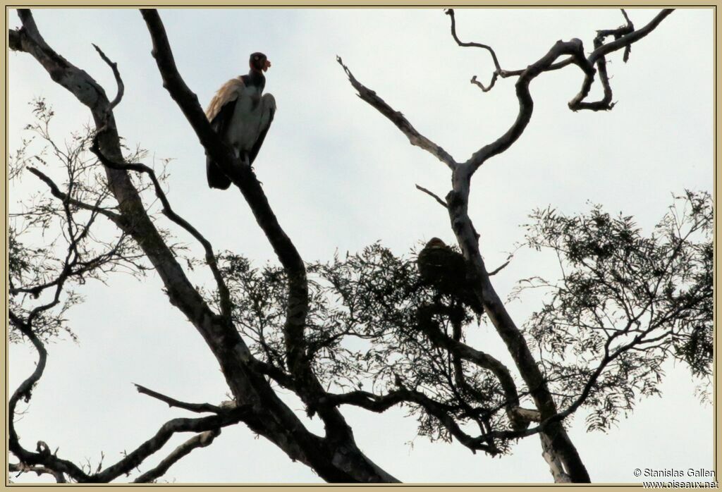 King Vulture