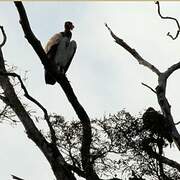 King Vulture