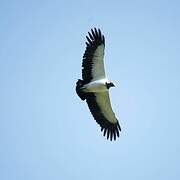 King Vulture