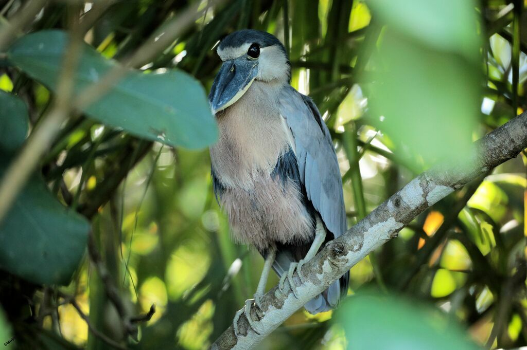 Boat-billed Heronadult