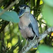 Boat-billed Heron