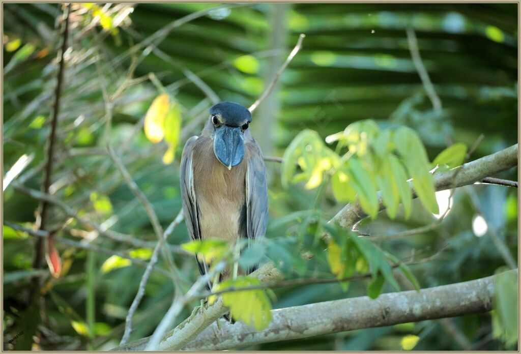 Boat-billed Heronadult