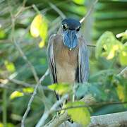 Boat-billed Heron