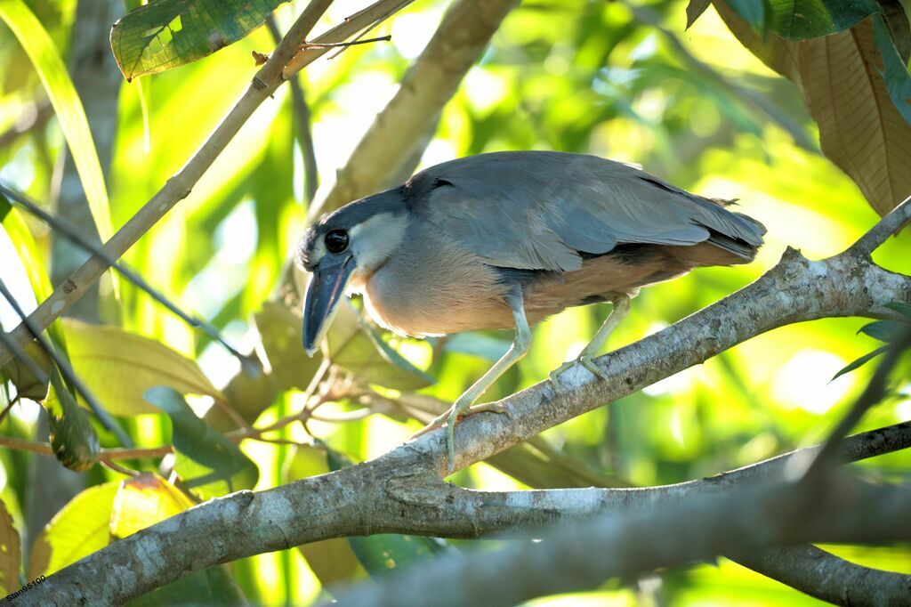 Boat-billed Heronadult, close-up portrait