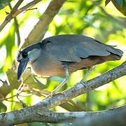 Boat-billed Heron