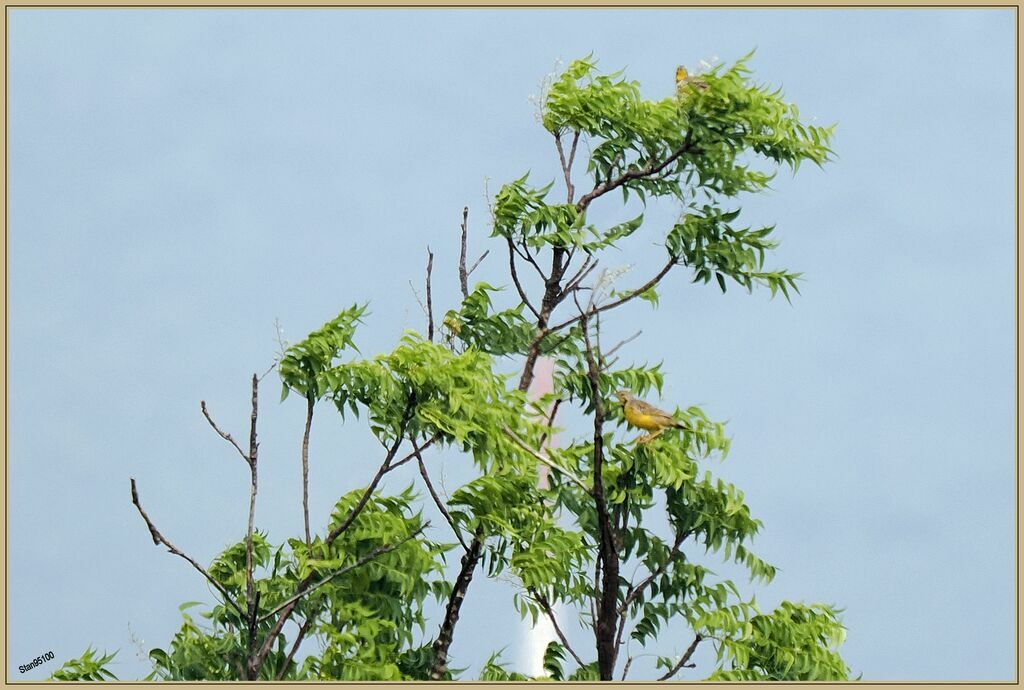 Yellow-throated Longclaw male adult