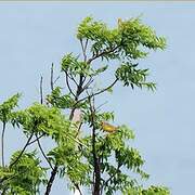 Yellow-throated Longclaw