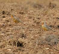 Cape Longclaw