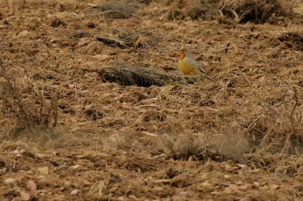 Cape Longclawadult, walking