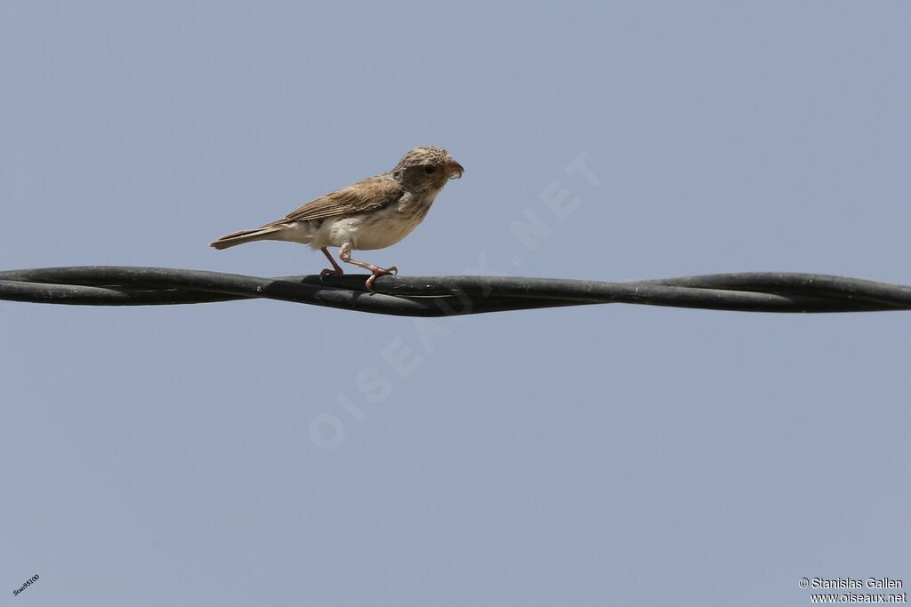 Serin à croupion blancadulte