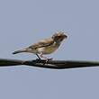 Serin à croupion blanc