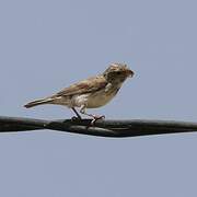 White-rumped Seedeater