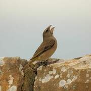 White-throated Canary