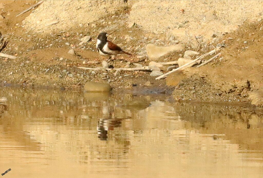 Black-headed Canary male adult, drinks