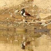 Black-headed Canary