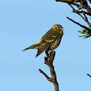 European Serin