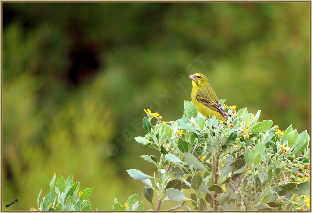 Yellow Canary male adult breeding