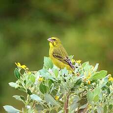 Serin de Sainte-Hélène