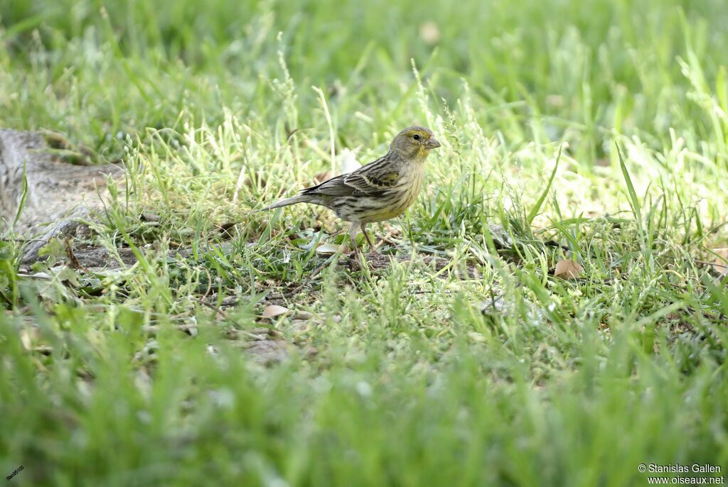 Serin des Canariesadulte transition