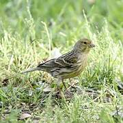 Serin des Canaries