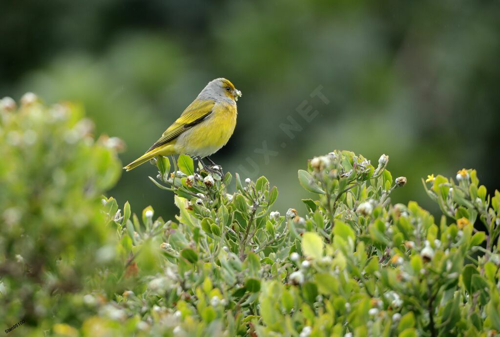 Cape Canary male adult, Reproduction-nesting