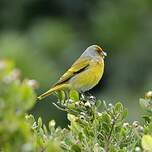 Serin du Cap