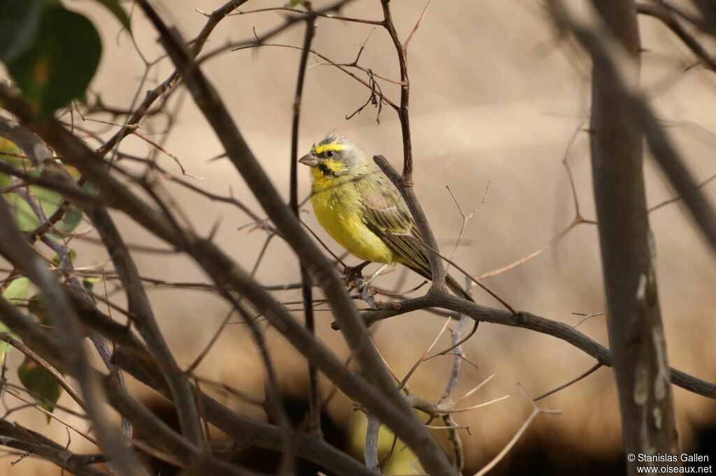 Yellow-fronted Canaryadult