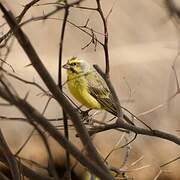 Yellow-fronted Canary