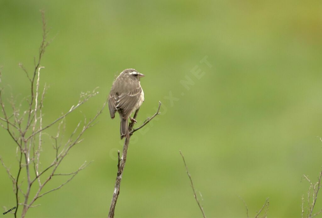 Streaky-headed Seedeater male adult