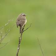 Streaky-headed Seedeater