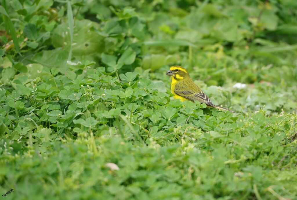 Serin soufré mâle adulte nuptial, mange