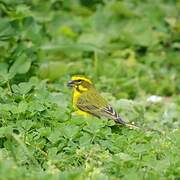 Serin soufré