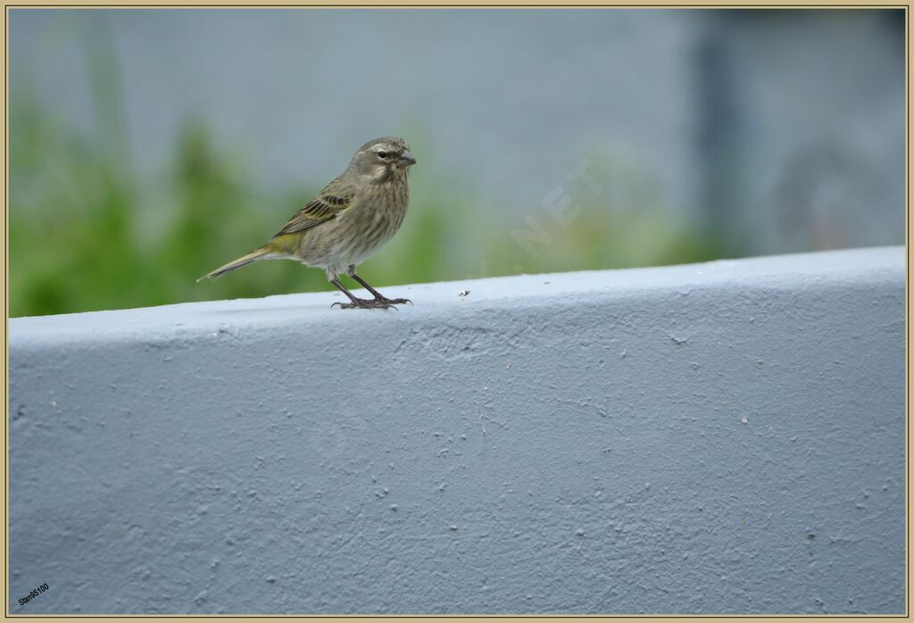 Brimstone Canary female adult breeding