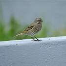 Serin soufré