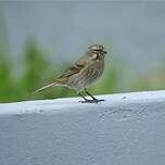 Serin soufré