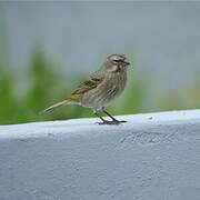 Serin soufré