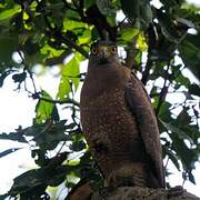 Crested Serpent Eagle