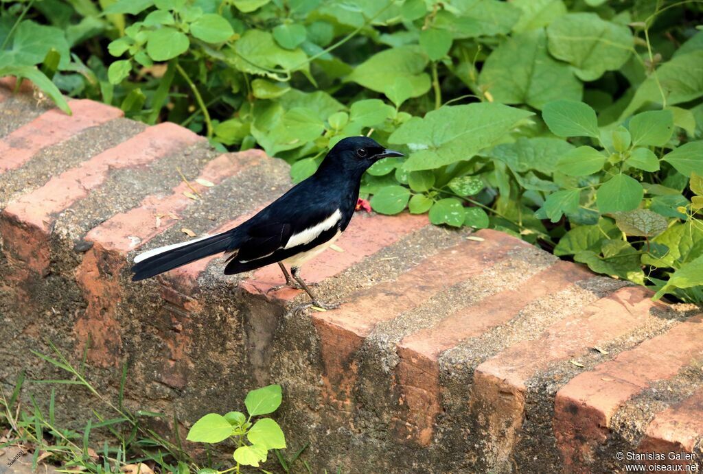 Oriental Magpie-Robin male adult breeding