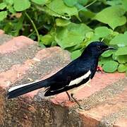 Oriental Magpie-Robin