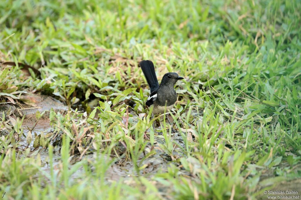 Oriental Magpie-Robinadult breeding