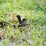 Oriental Magpie-Robin