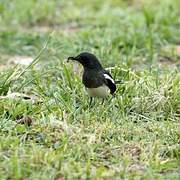 Oriental Magpie-Robin