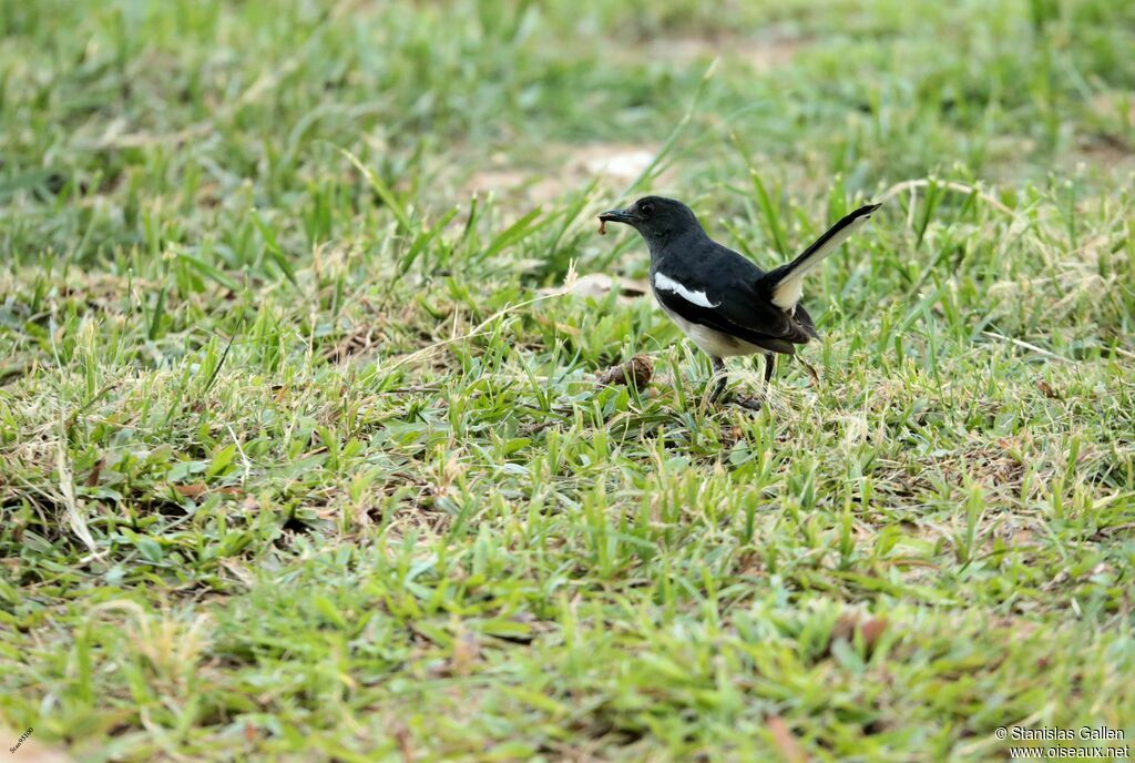 Oriental Magpie-Robin female adult breeding, walking, fishing/hunting